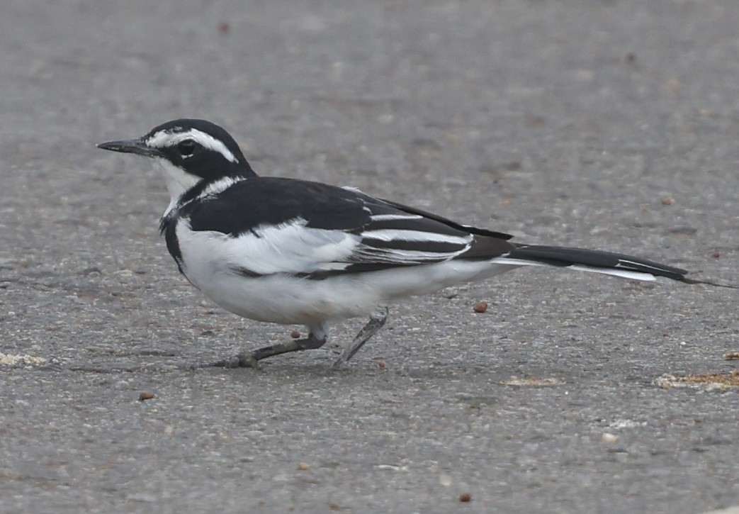 African Pied Wagtail - ML642440617