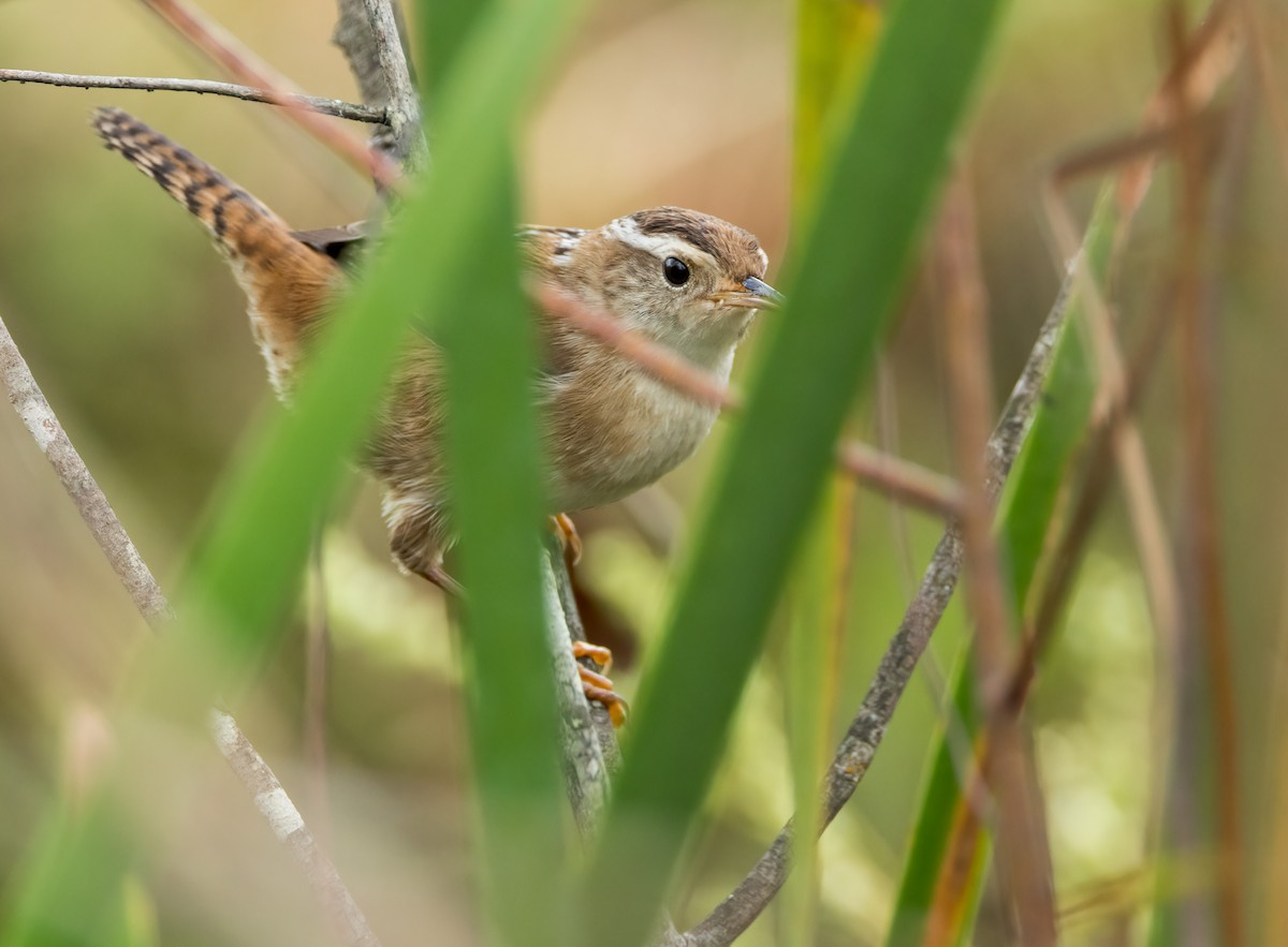 Marsh Wren - ML642440655