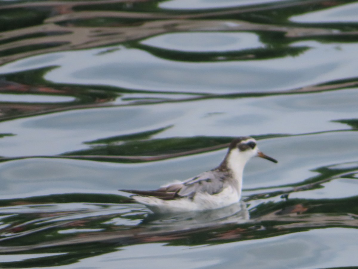 Red Phalarope - ML642440661