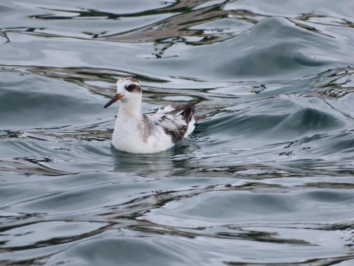 Red Phalarope - ML642440662