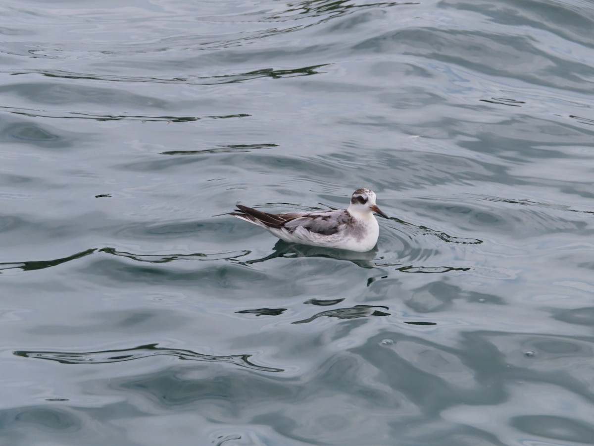 Red Phalarope - ML642440663
