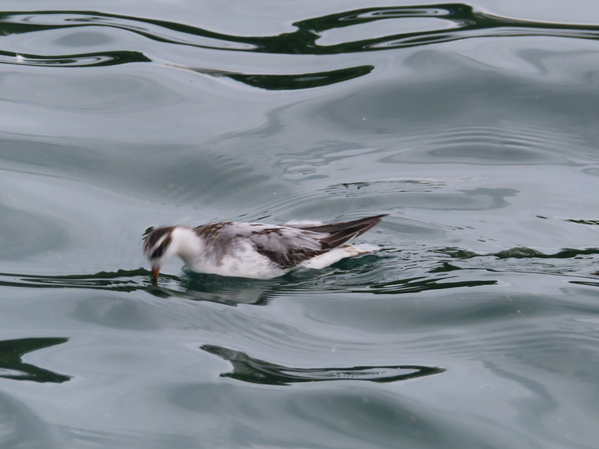 Red Phalarope - ML642440664