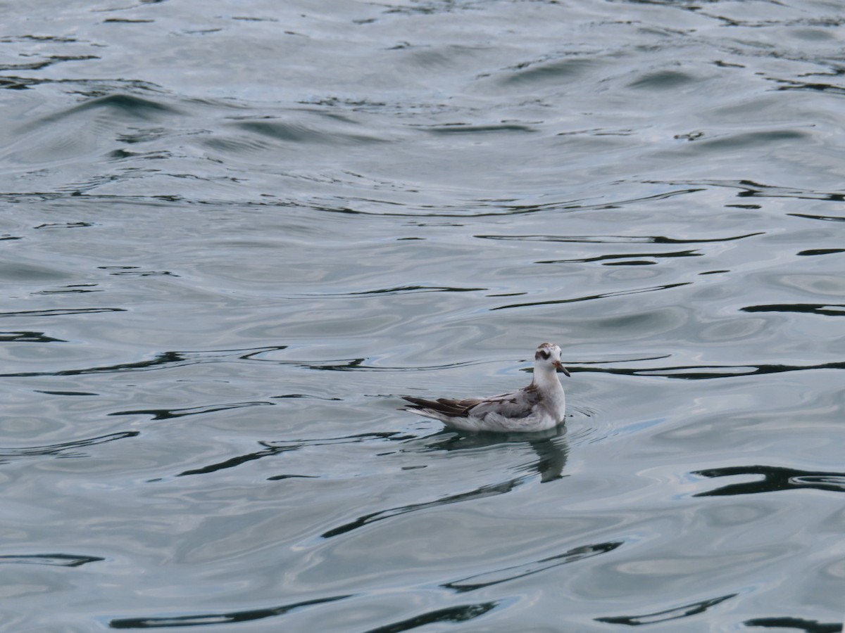 Red Phalarope - ML642440665