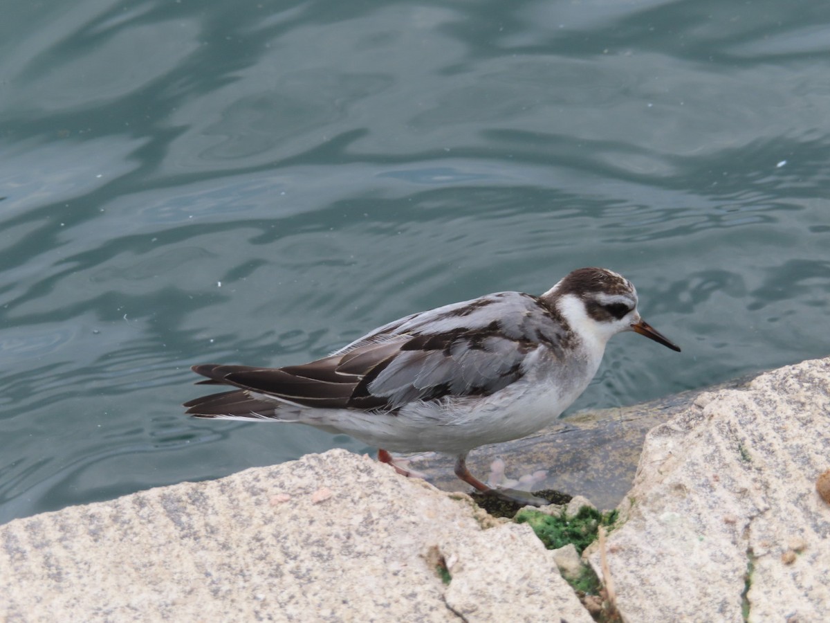 Red Phalarope - ML642440666
