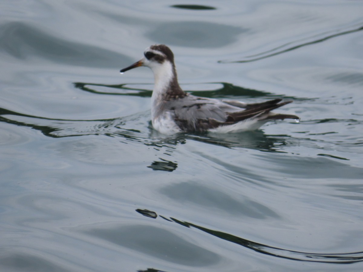 Red Phalarope - ML642440667