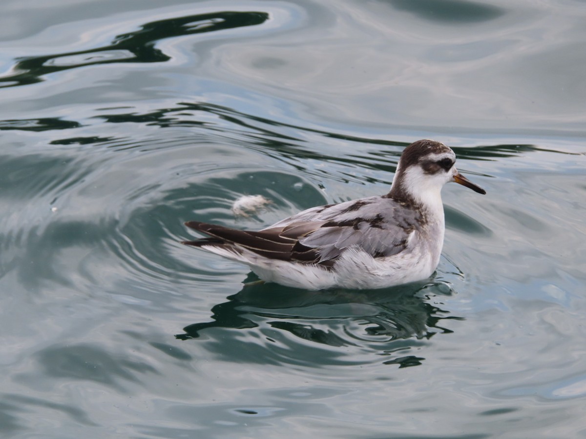 Red Phalarope - ML642440668