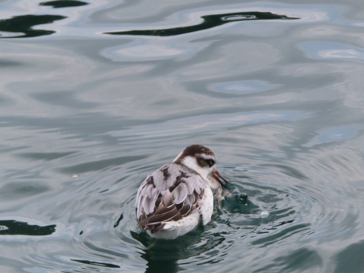 Red Phalarope - ML642440669