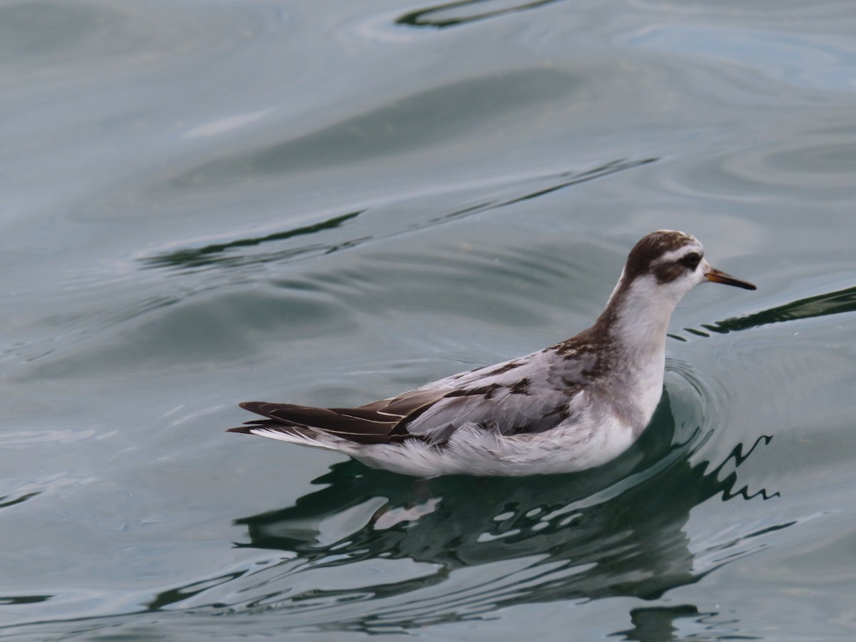 Red Phalarope - ML642440670