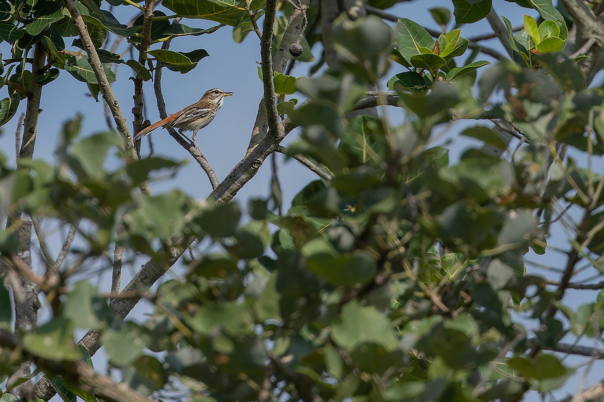 White-browed Scrub-Robin - ML642440674