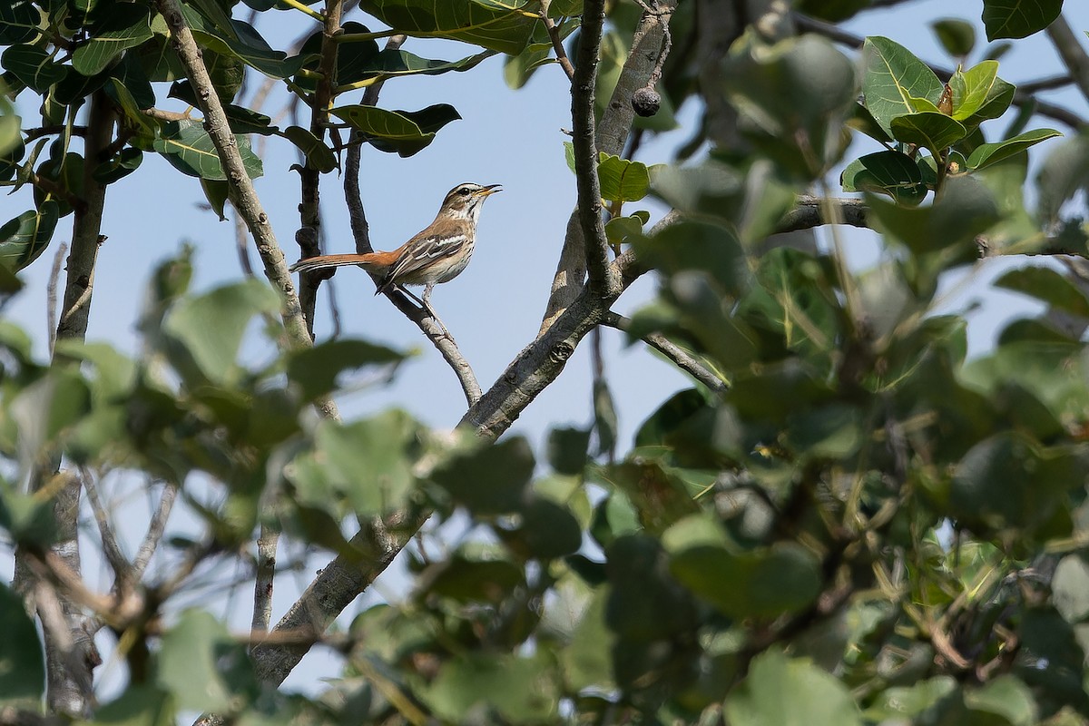 White-browed Scrub-Robin - ML642440677