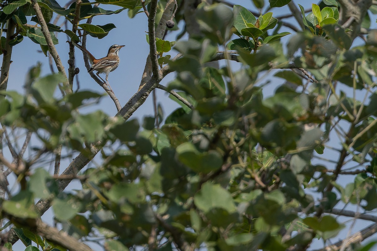 White-browed Scrub-Robin - ML642440678