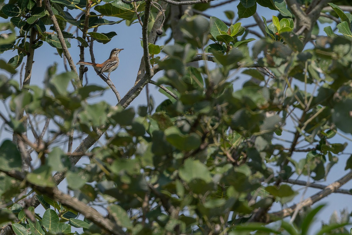 White-browed Scrub-Robin - ML642440679