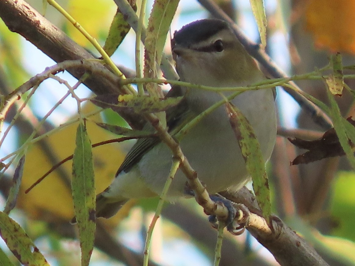 Vireo occhirossi - ML642440680