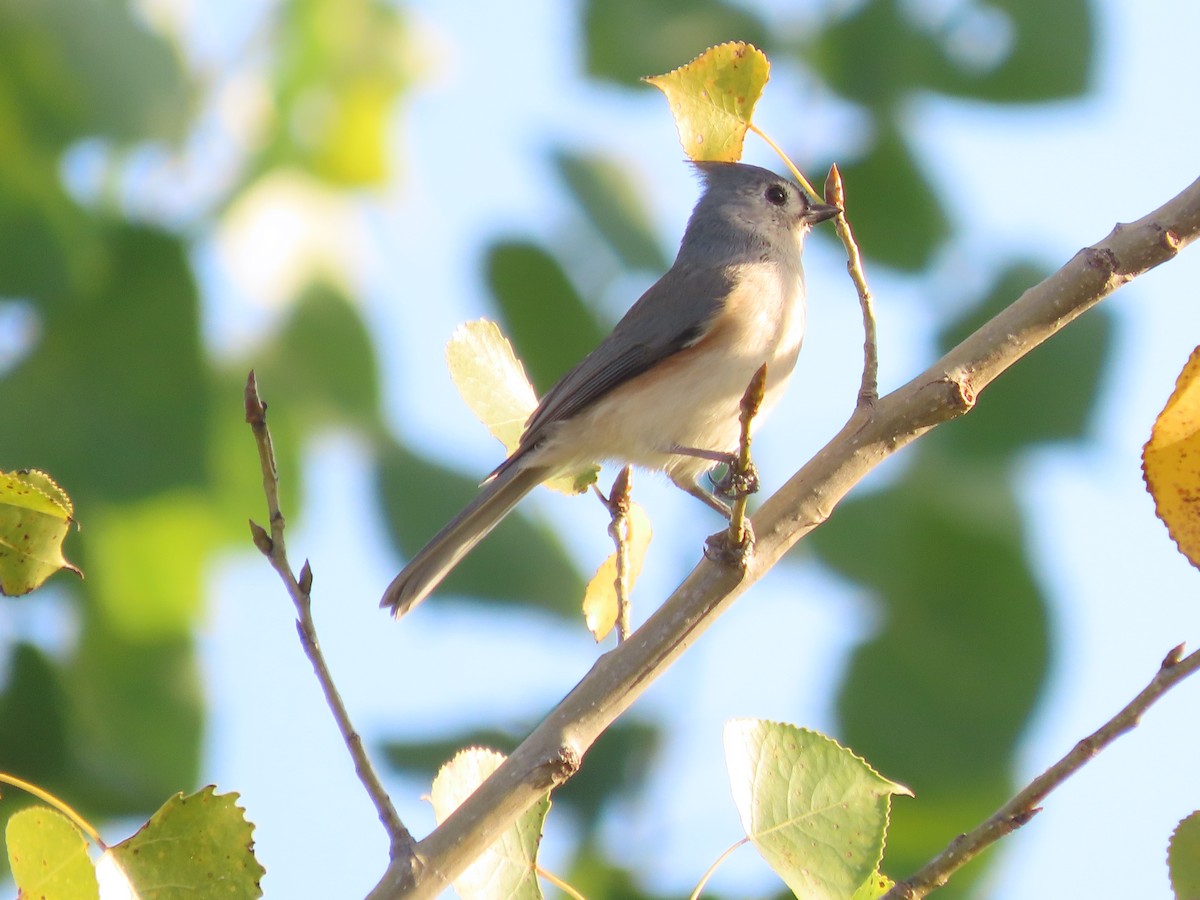 Tufted Titmouse - ML642440691