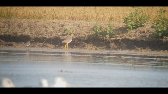 White-tailed Lapwing - ML642440692