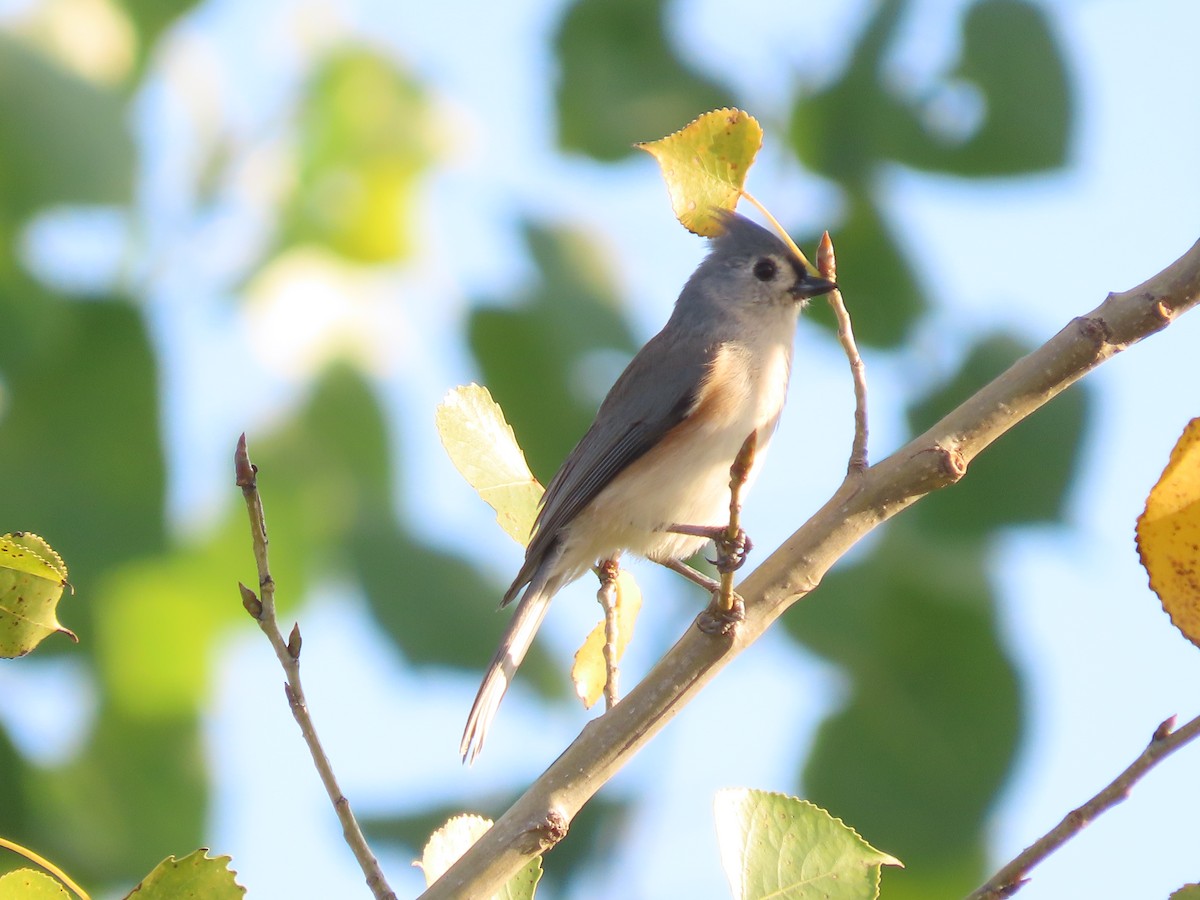 Tufted Titmouse - ML642440694