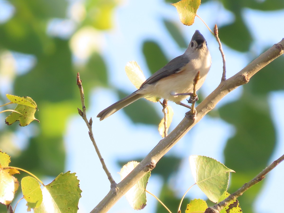 Tufted Titmouse - ML642440703