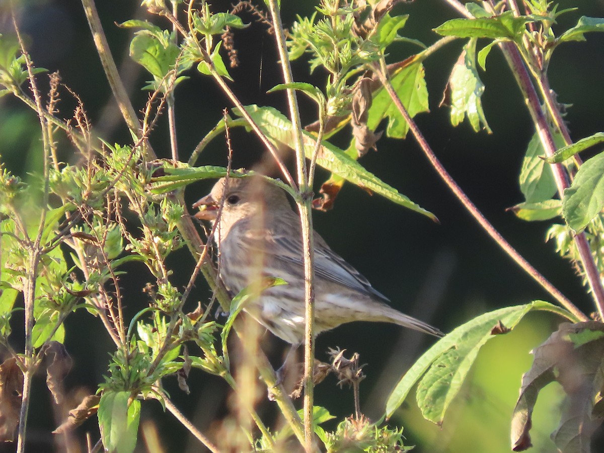House Finch - ML642440725