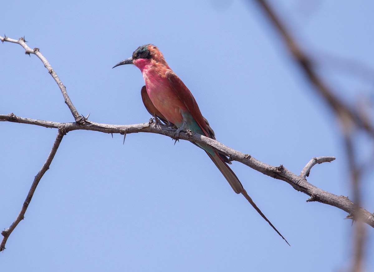 Southern Carmine Bee-eater - ML642440727