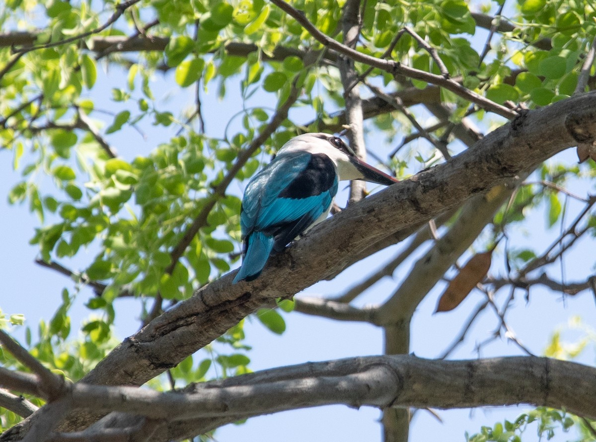 Woodland Kingfisher - ML642440736