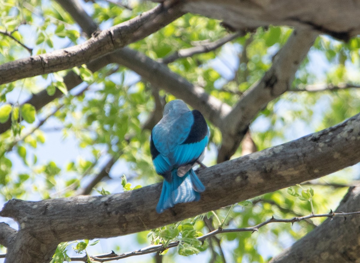 Woodland Kingfisher - ML642440737