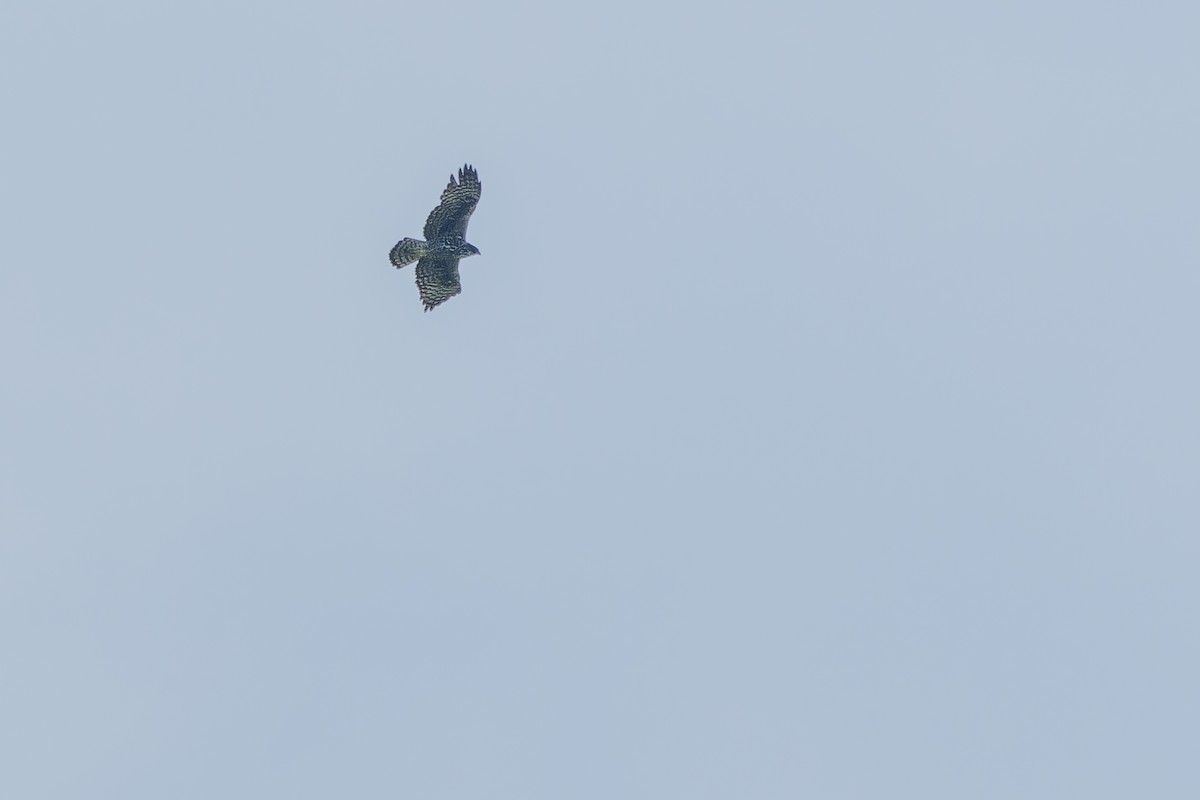 Ayres's Hawk-Eagle - ML642440739