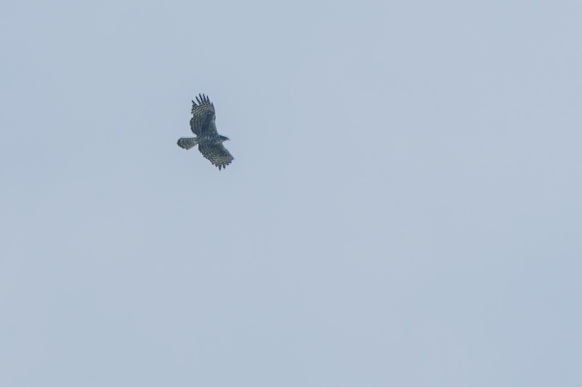 Ayres's Hawk-Eagle - ML642440740