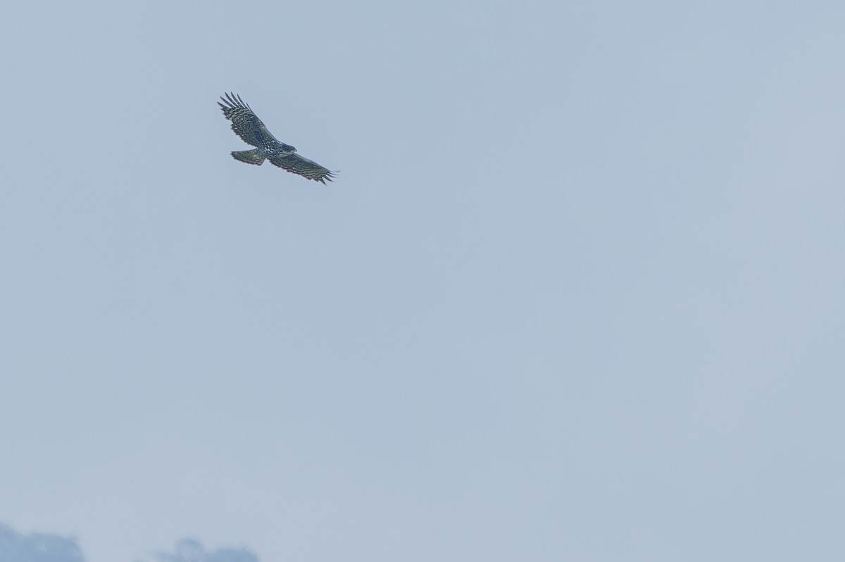 Ayres's Hawk-Eagle - ML642440741