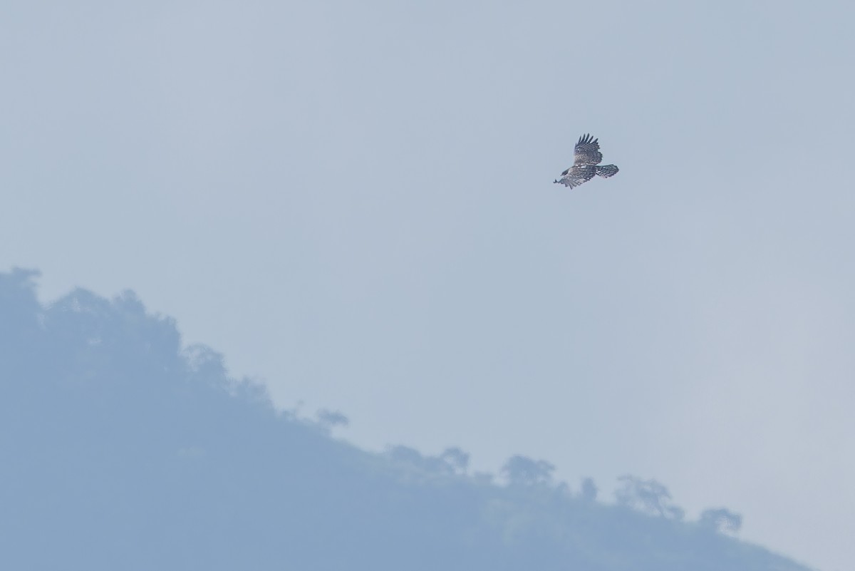 Ayres's Hawk-Eagle - ML642440742