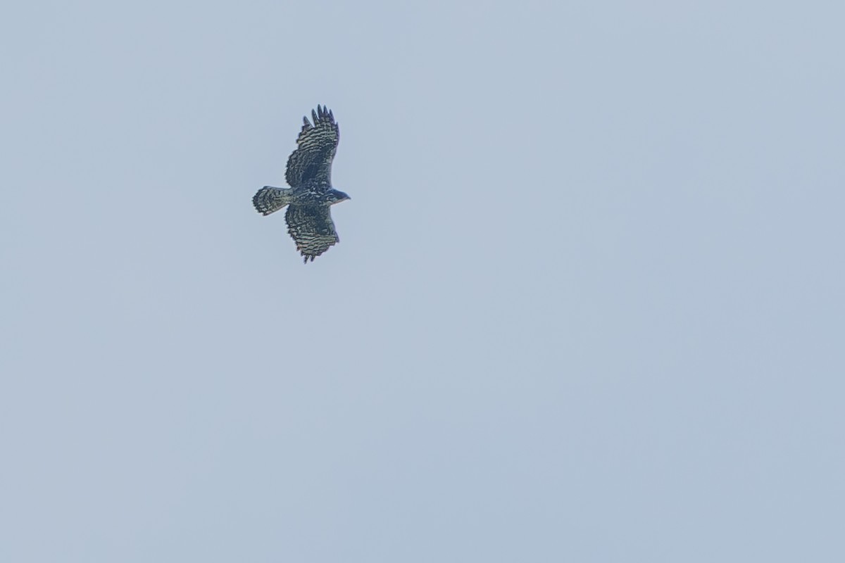 Ayres's Hawk-Eagle - ML642440744