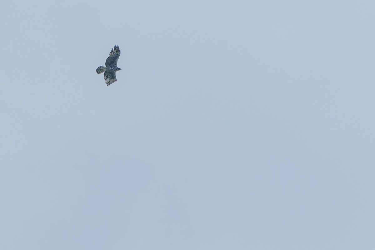 Ayres's Hawk-Eagle - ML642440745
