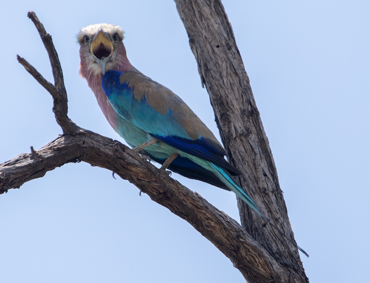 Lilac-breasted Roller - ML642440748