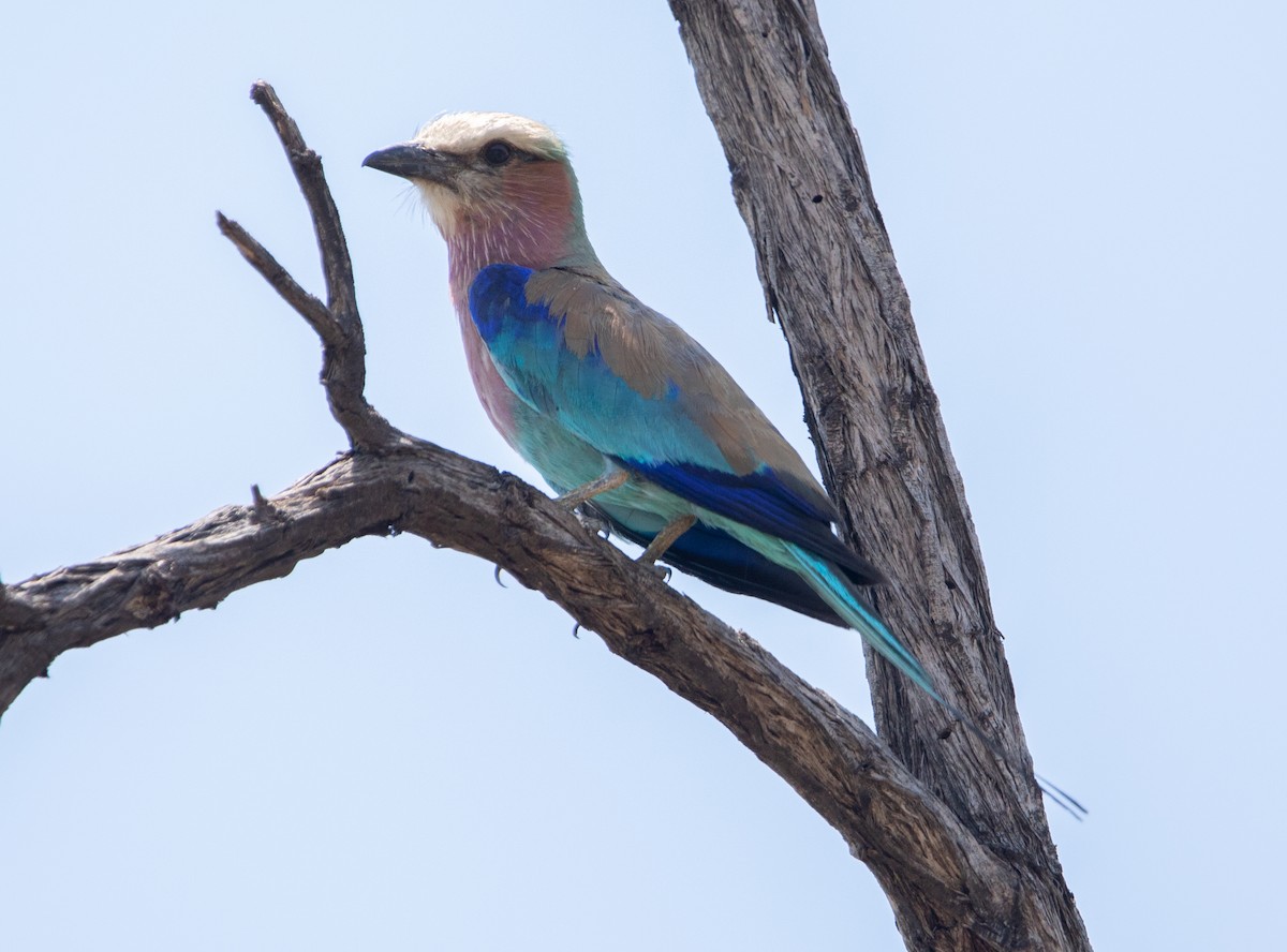 Lilac-breasted Roller - ML642440749
