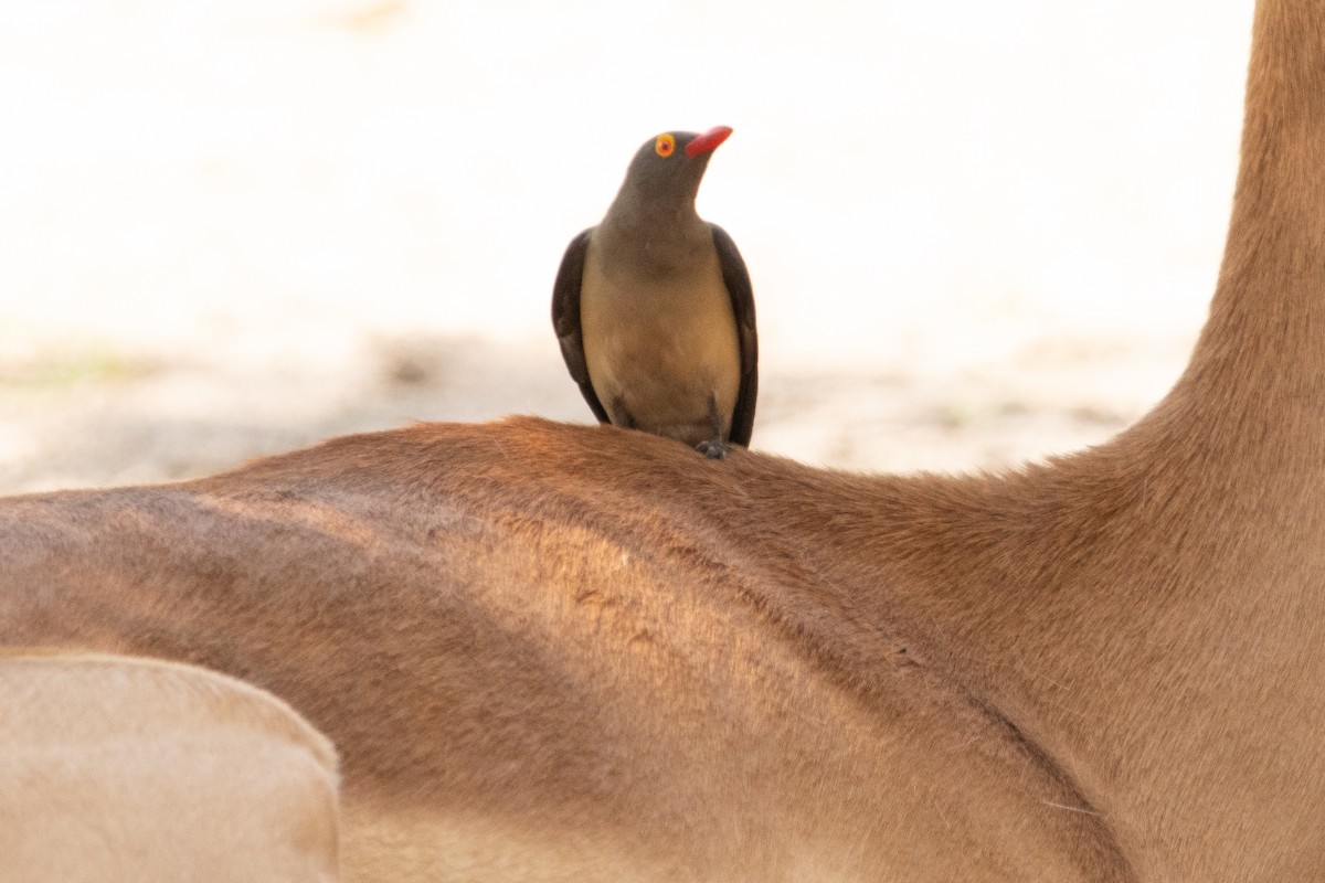 Red-billed Oxpecker - ML642440768