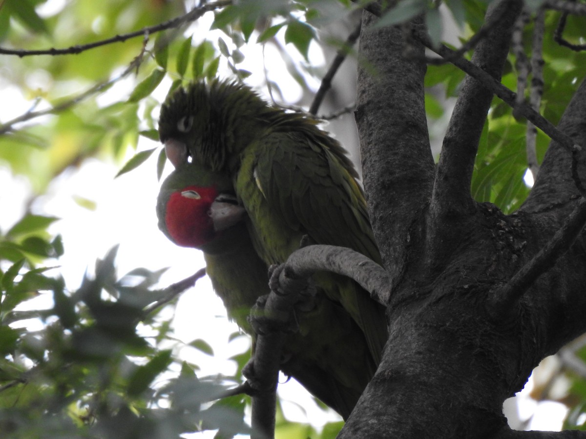 Red-masked Parakeet - ML642440809
