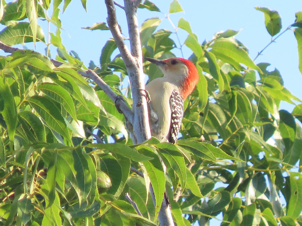 Red-bellied Woodpecker - ML642440814