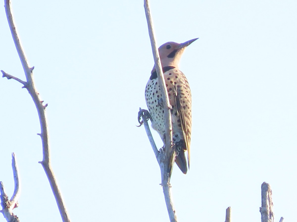 Northern Flicker - ML642440824