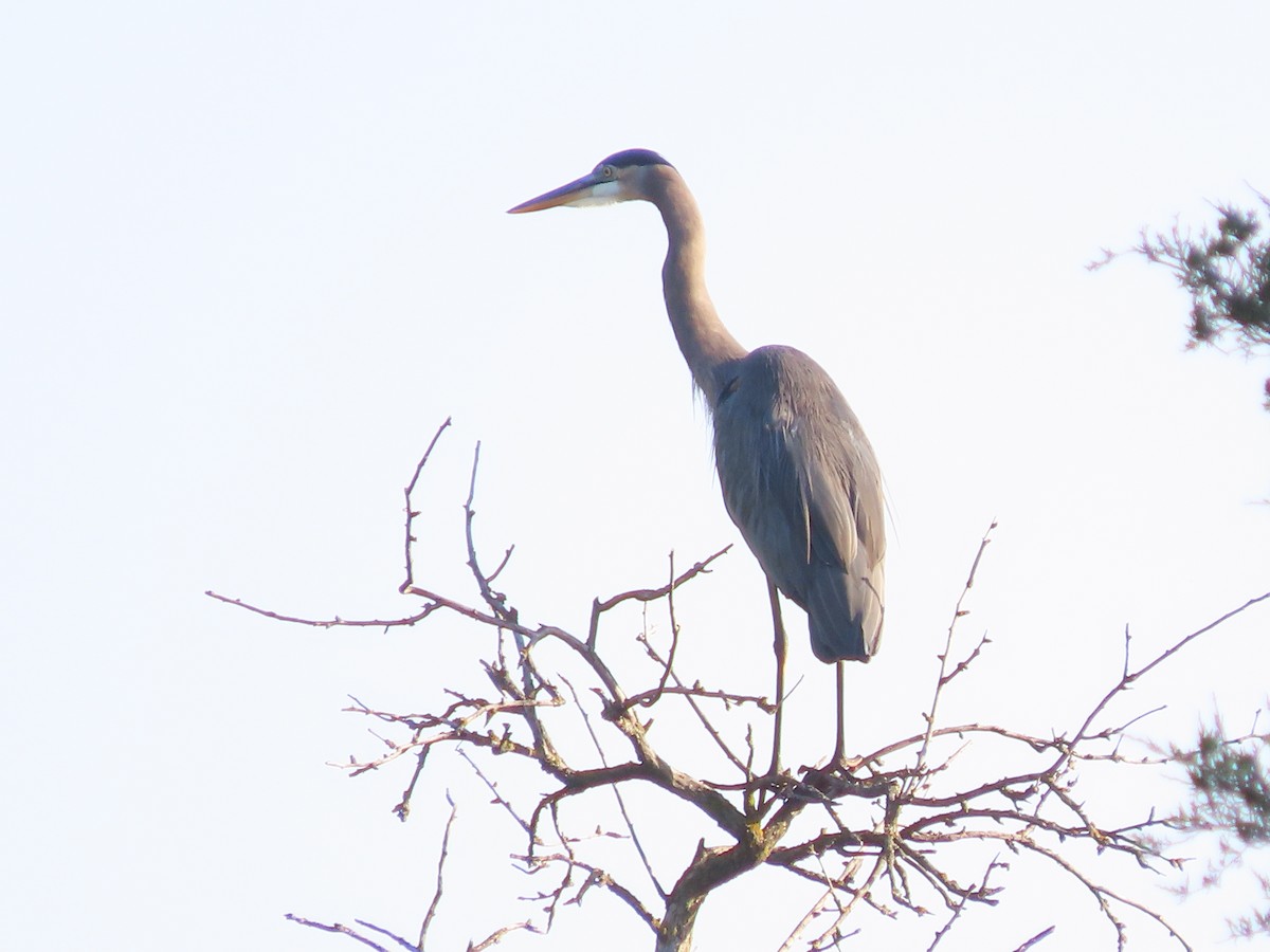 Great Blue Heron - ML642440847