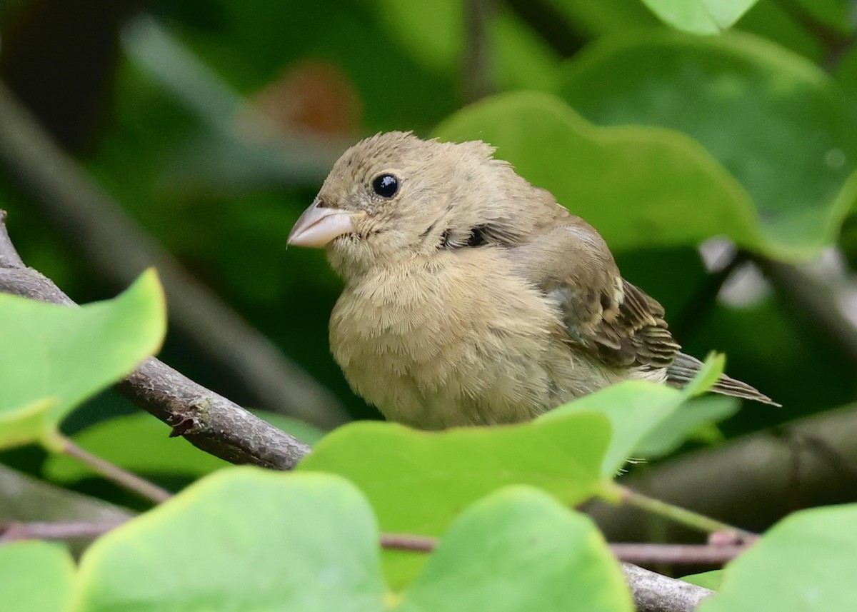 Passerin azuré - ML642440889