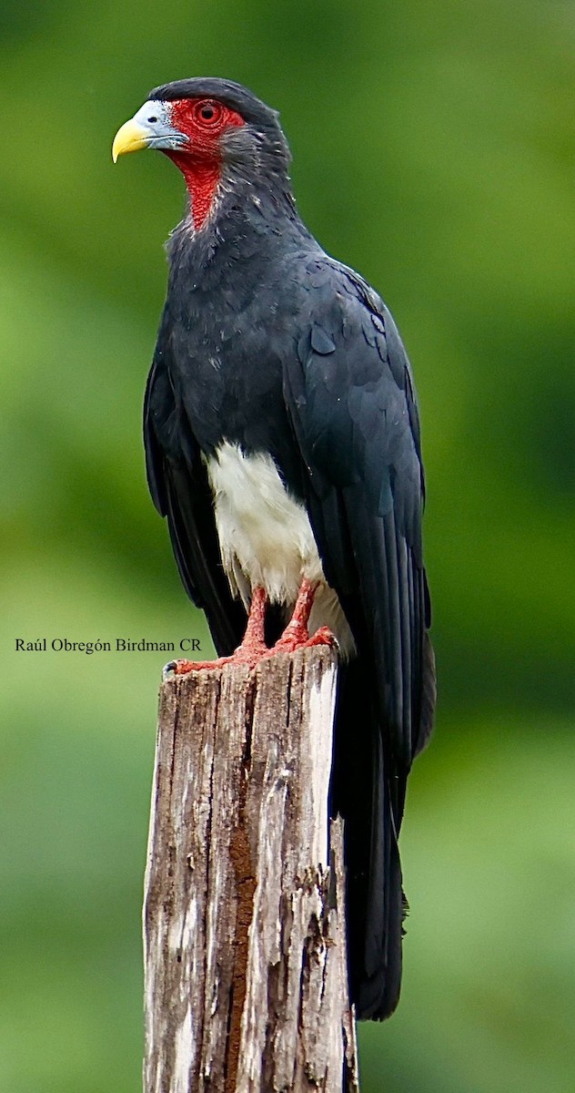 Red-throated Caracara - ML642440892