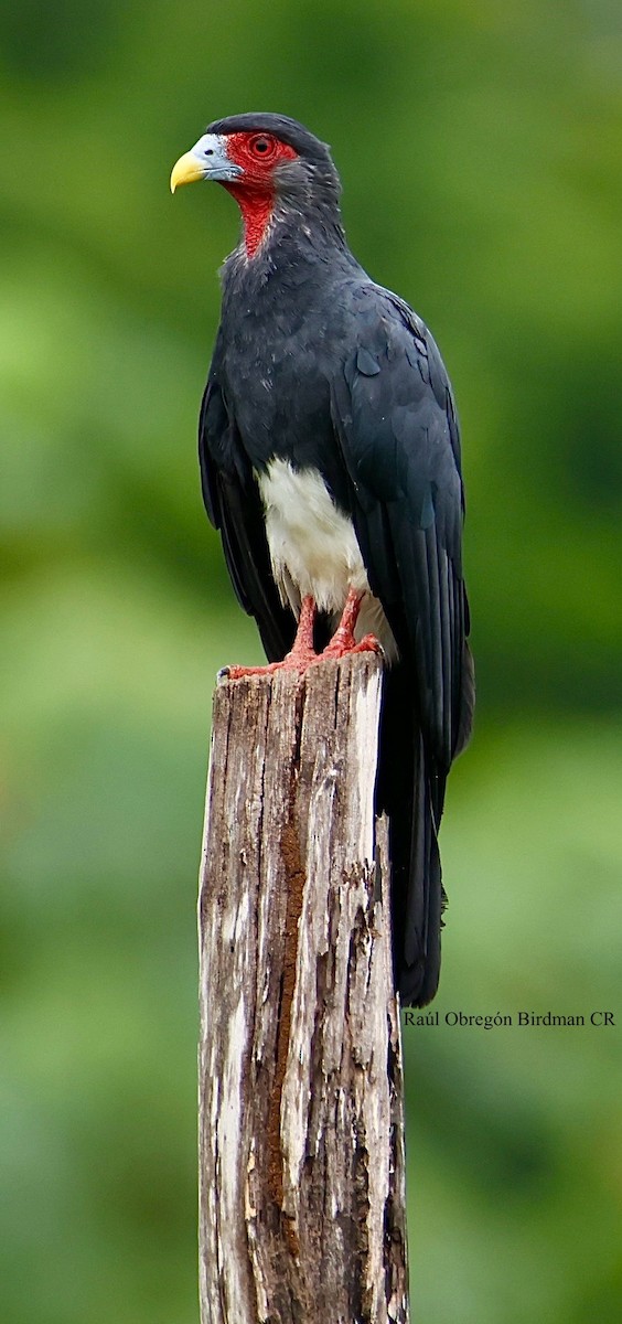 Red-throated Caracara - ML642440893