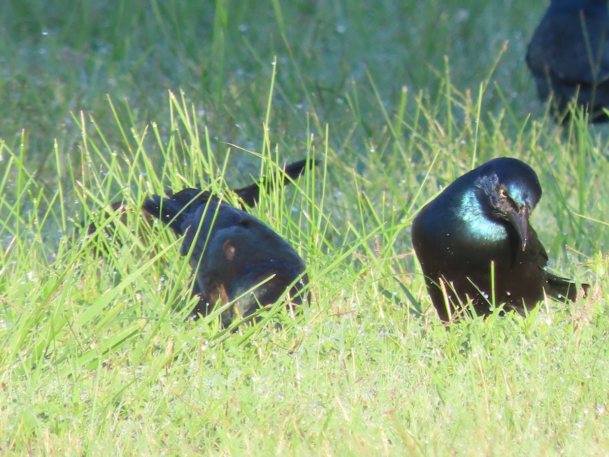 Common Grackle - ML642440922