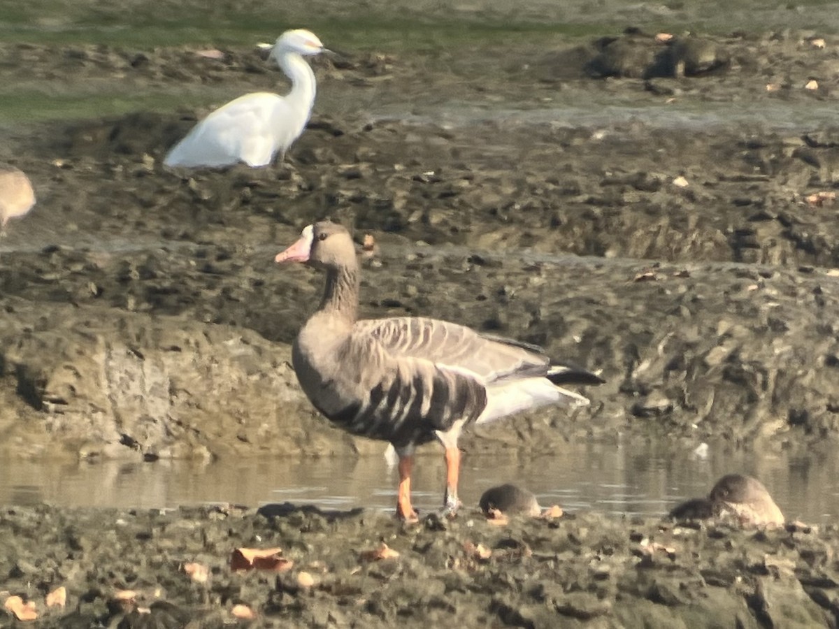 Greater White-fronted Goose - ML642440923
