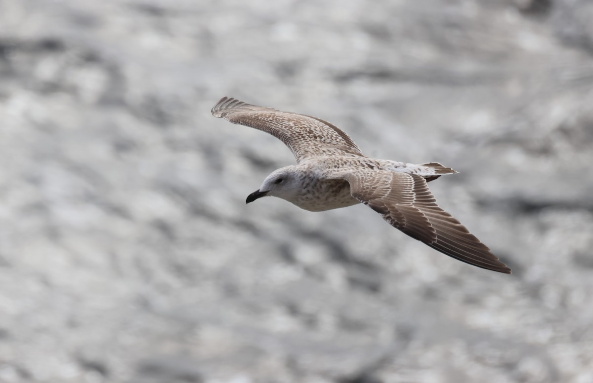 Yellow-legged Gull - ML642440930