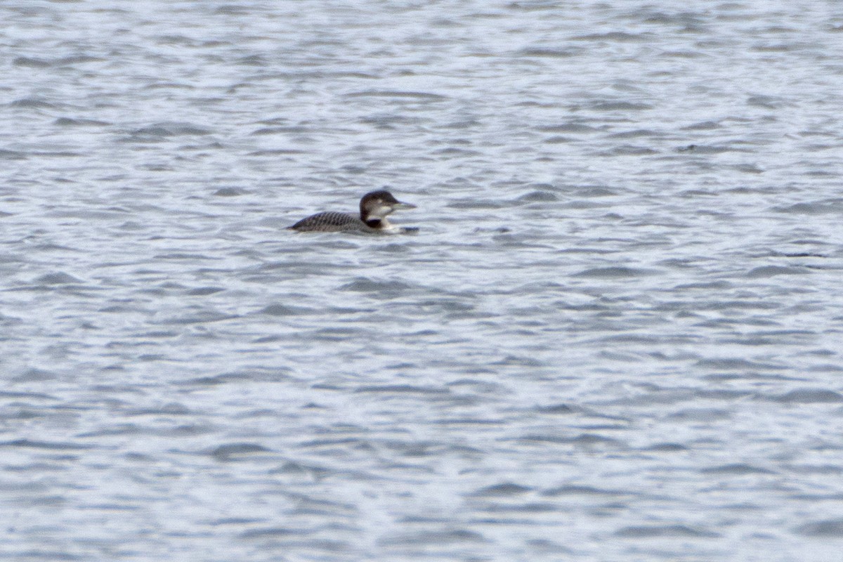 Plongeon huard - ML642440931