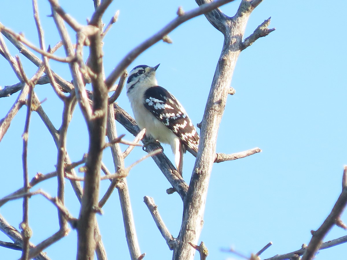 Downy Woodpecker - ML642440945
