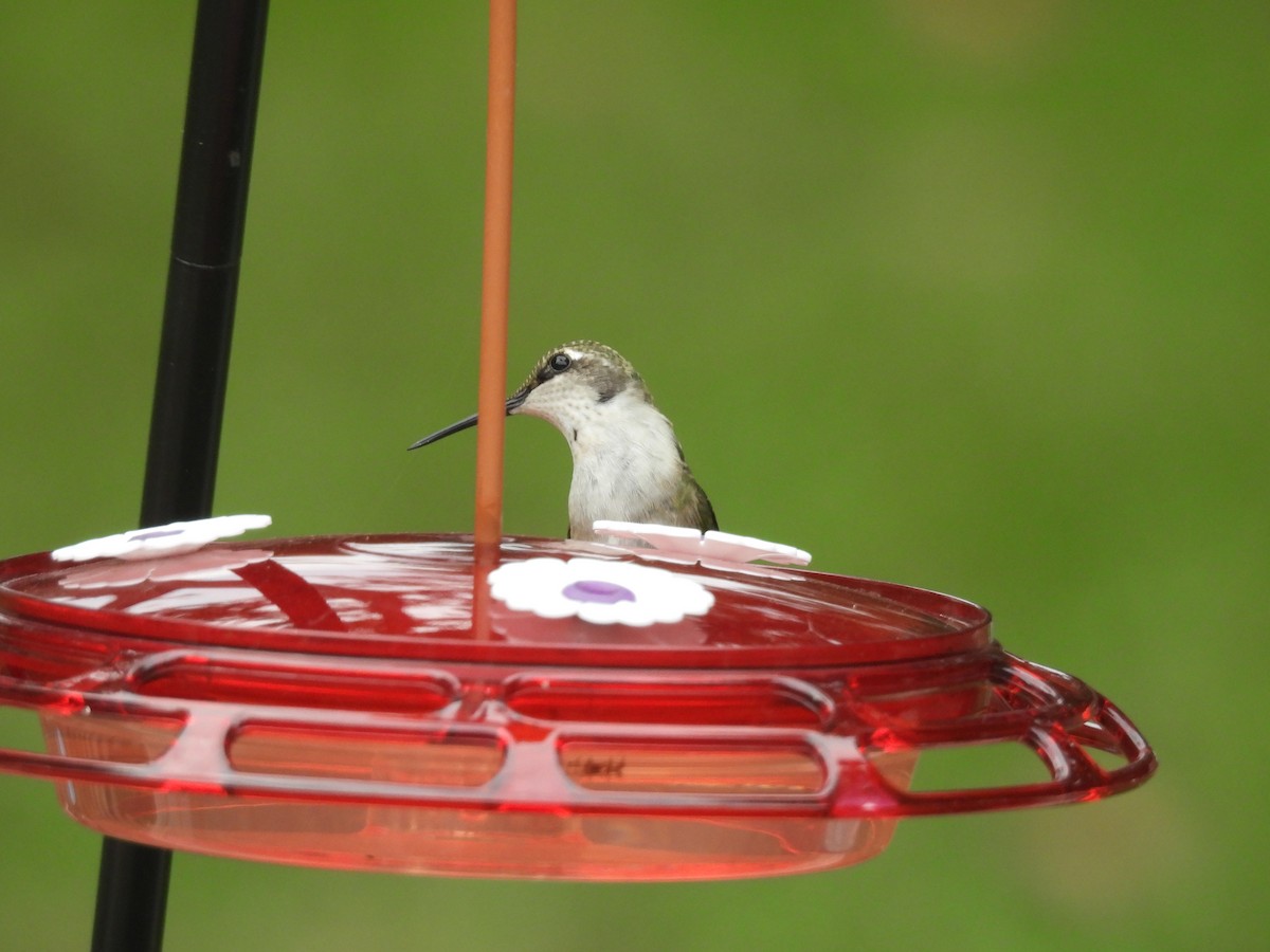 Ruby-throated Hummingbird - ML642440951
