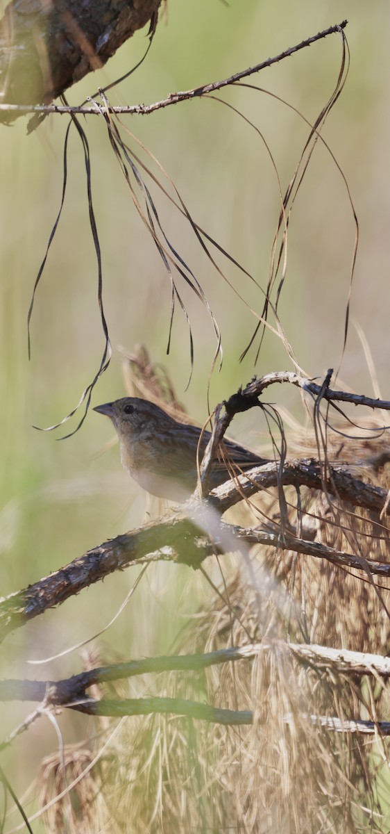 Bachman's Sparrow - ML642440958