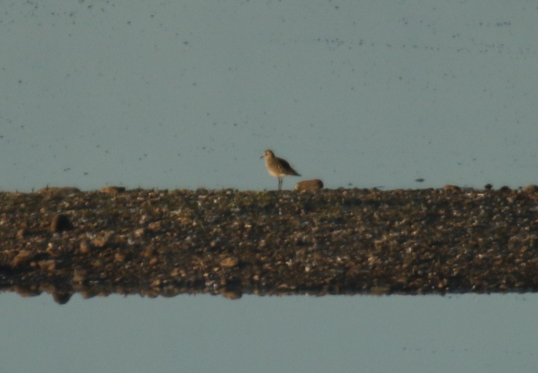 Black-bellied Plover - ML642440984