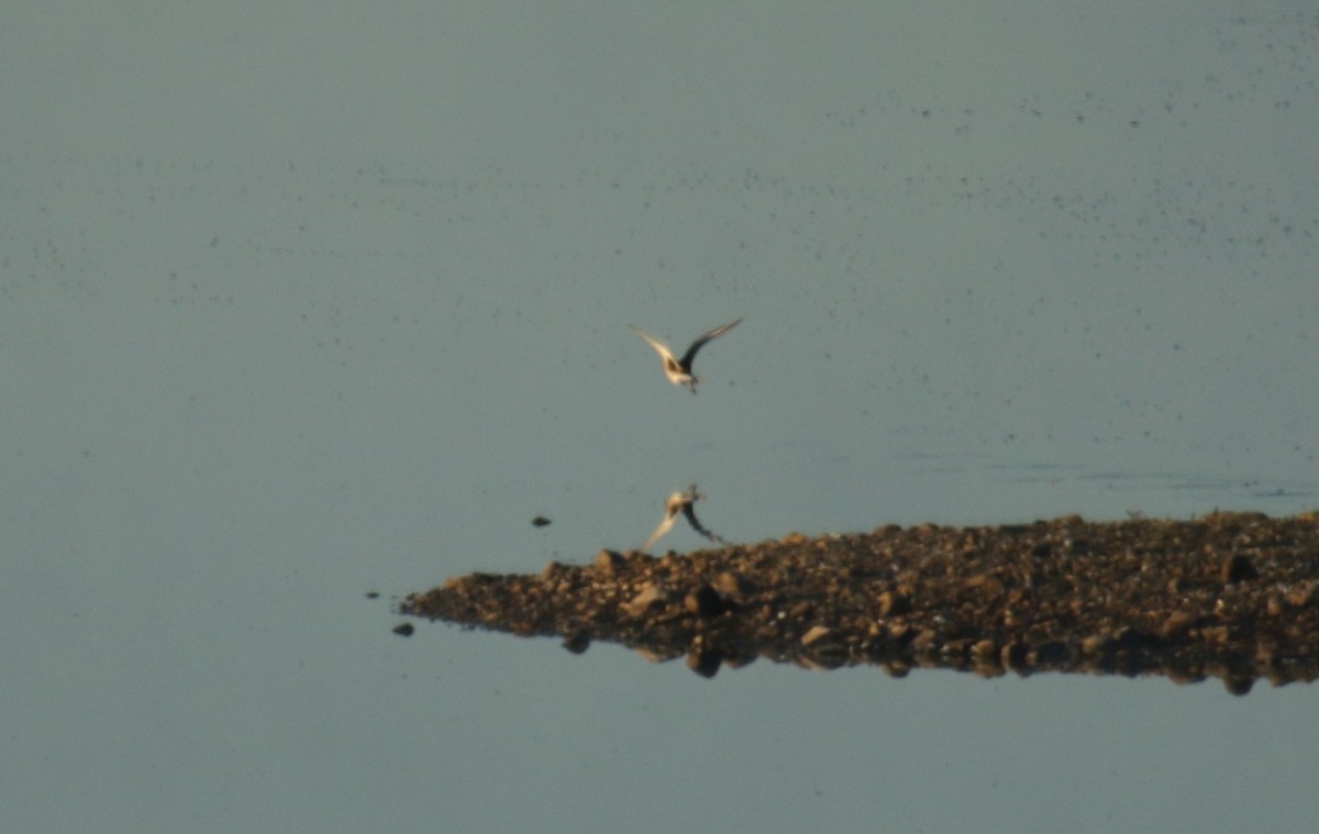 Black-bellied Plover - ML642440990